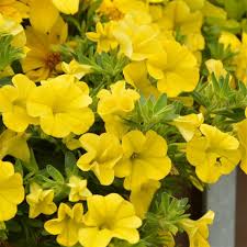 Yellow Petunia Seeds for Planting - Brighten Your Garden with Cheerful Blooms!