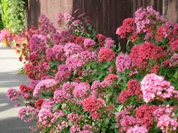 Red Jupiter's Beard Flower Seeds - Perennial Planting for Vibrant Blooms - Evergrowseeds