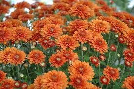 Chrysanthemum Flower Seeds Orange