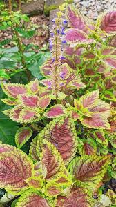 Red White Coleus Flower seeds for Planting Shade Tolerant Heirloom & GMO Free Seeds for Home Garden