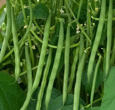 Green Stallard Bean Vegetable Seeds for Easy Planting