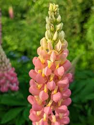 Light Pink Lupine Flower Seeds for Planting Fragrant Blossoms Heirloom & GMO Free Seeds for Home Garden Sale