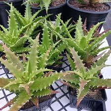 Hechtia Sp Tehuacan Flower seeds for Planting - Pollinator Friendly, Heirloom & GMO Free Seeds for Home Garden