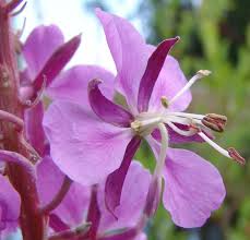 Willowherb Flower Seeds for Vibrant Garden Spaces - Seed for Natural Beauty