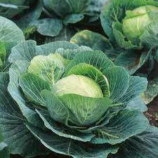 Golden Acre Cabbage Seeds for Planting - High Yield Variety