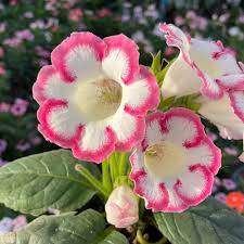 White and Pink Gloxinia Seeds for Planting
