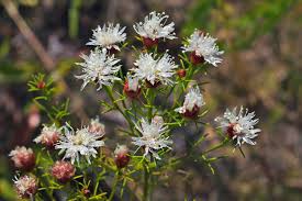 Dalea Pinnata Flower Seeds for Planting Enhance Your Garden with Stunning Blooms