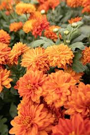 Chrysanthemum Flower Seeds Orange