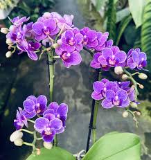 Violet Phalaenopsis Flower Seeds for Planting Fragrant Blossoms Heirloom & GMO Free Seeds for Home Garden
Sale