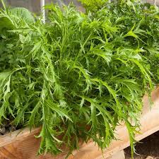 Green Mizuna Seeds for Planting Fast-Growing Vegetable Greens