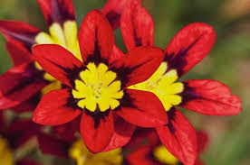 Red Yellow Sparaxis Flower Seeds Long Bloom Season Heirloom NonGMO Organic Garden Seeds for Planting
Sale for planting in home garden