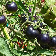Blue Tomato Vegetable Seeds for Garden Planting