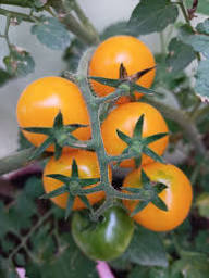 Yellow Cherry Tomato Seeds for Spring Planting