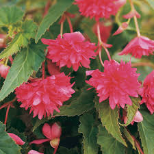 Buy Begonia Boliviensis Seeds for Planting Vibrant Biennials for All Seasons