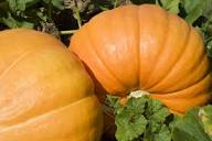Brown Giant Gourd Vegetable Seeds for Planting