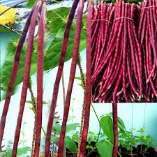 Red Long Bean Vegetable Seeds for Gardens