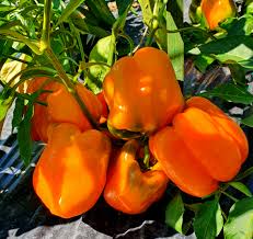 Orange Bell Pepper Vegetable Seeds for Planting - Year-Round Growth