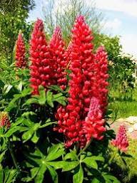 Planting Red Lupine Seeds Vibrant Flower Seeds