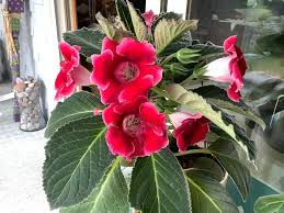 Sinningia Gloxinia Flower Seeds for Vibrant Indoor and Outdoor Blooms