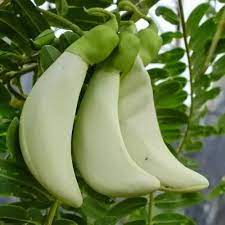 Lysimachus Seeds for Planting Lysimachia spp. for pondside gardens and borders