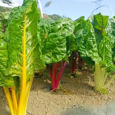 Rainbow Chard Vegetable Seeds for Easy Planting
