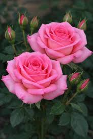 Pink Death Rose Seeds for Spring Planting