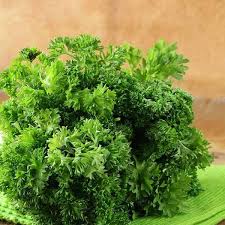 Green Parsley Seeds - Petroselinum Crispum for Planting