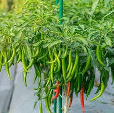 Green Pepper Vegetable Seeds for Easy Planting