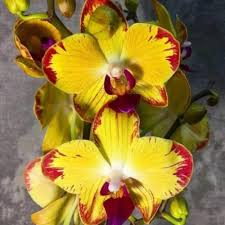 Yellow Red Phalaenopsis Orchid Flower Seeds Perfect for Borders Heirloom NonGMO Organic Garden Seeds for Planting
Sale for planting in home garden
