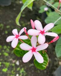Light Pink Gardenia Flower Seeds for Planting Fragrant Blossoms Heirloom & GMO Free Seeds for Home Garden
Sale