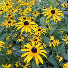 Rudbeckia Fulgida Flower Seeds for Planting Brighten Your Garden with Perennial Blooms
