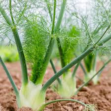 White Fennel Seeds for Planting
