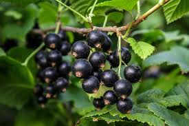 Black Currant Plant Seeds for Easy Planting