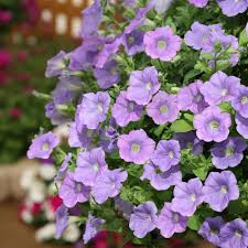 Violet Petunia Hybrida Hanging Flower Seeds for Planting Heirloom NONGMO Easy to Grow Garden Blooms
Sale