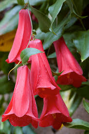 Lapageria Flower Seeds Planting Guide