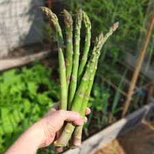 Asparagus Seeds for Planting - Premium Vegetable Garden Seeds
