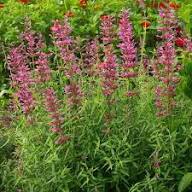Agastache Cana Flower Seeds - Unique Ground Cover for Exotic Blooms