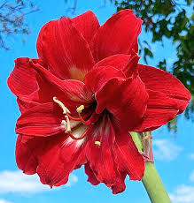 Red Double Narcissus Flower Seeds for Planting Wildflower Mix Heirloom & GMO Free Seeds for Home Garden
Sale