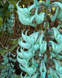 Light Green Strongylodon Flower Seeds for Planting Bright Blooms Heirloom & GMO Free Seeds for Home Garden Sale