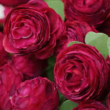 Burgundy Ranunculus Flower Seeds Hardy Variety Heirloom NonGMO Organic Garden Seeds for Planting
Sale