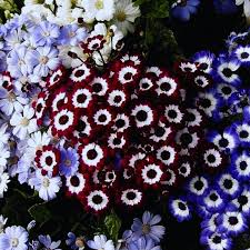 Mixed Color Cineraria Flower Seeds Cut Flower Favorite Heirloom & GMO Free Seeds for Home Garden Sale blooming in flower beds, containers, borders, and pollinator-friendly gardens