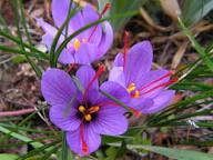 Mexican Butterwort Flower Seeds for Planting Brighten Your Garden