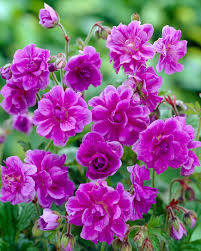 Purple Pink Geranium Flower Seeds for Planting Vibrant Annuals for Colorful Gardens
