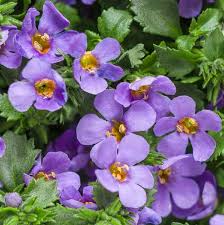 Bacopa Blutopia Flower Seeds for Planting