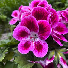 White Purple Pelargonium Flower Seeds for Planting Easy to Grow Heirloom & GMO Free Seeds for Home Garden
Sale