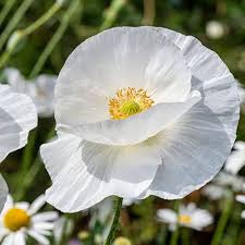 Somniferum Flower Seeds for Planting Seeds for Lush and Elegant Blooms in Your Garden.