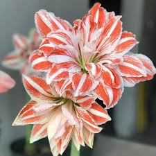 White Orange Amaryllis Seeds for Planting - Vibrant Flower Seeds for Your Garden
