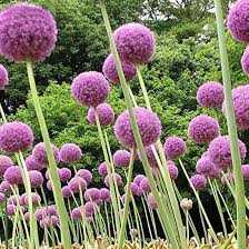 Giant Allium Flower Seeds – Allium Giganteum for Rare Garden Blooms