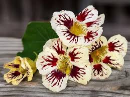 White Red Nasturtium Flower Seeds Compact Growth Heirloom NonGMO Organic Garden Seeds for Planting
Sale for planting in home garden