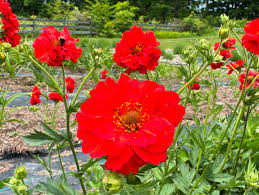 Geum Flower Planting Seeds Vibrant Perennial Blooms for Your Garden - Evergrowseeds